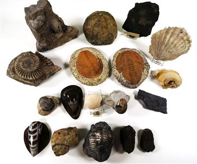 Trilobiten und andere Fossilien - Umění, starožitnosti a šperky