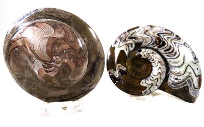 Zwei Ammoniten - Arte, antiquariato e gioielli