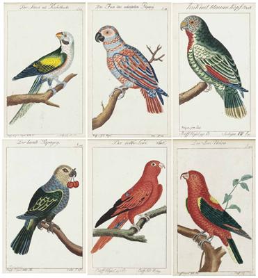 Konvolut von 6 Darstellungen Papageien-Arten - Osterauktion - Kunst und Antiquitäten